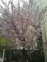 Cerisier du Japon, en fleurs (Lyon, 2019-03) (3)